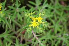 Sedum mexicanum
