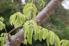 Spondias pinnata