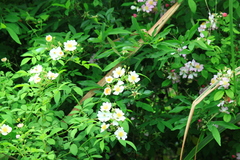 Rosa multiflora cathayensis
