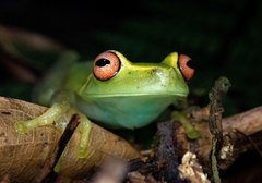 Aplastodiscus arildae