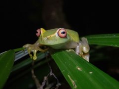 Aplastodiscus arildae