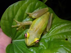 Aplastodiscus arildae