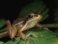 Hylodes phyllodes