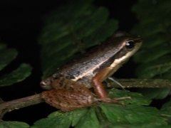 Hylodes phyllodes