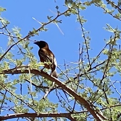 Ploceus rubiginosus trothae