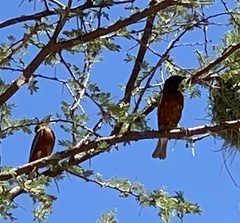 Ploceus rubiginosus trothae