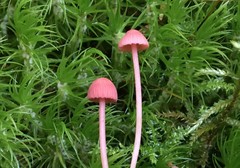Mycena rosella