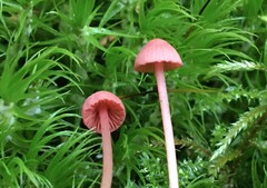 Mycena rosella