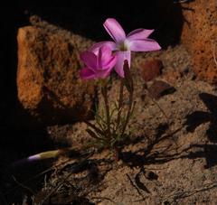 Oxalis polyphylla polyphylla
