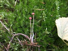 Mycena rosella