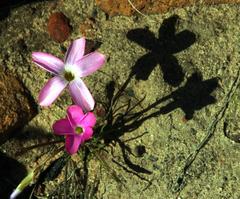 Oxalis polyphylla polyphylla