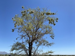 Ploceus rubiginosus trothae