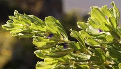 Psoralea obliqua