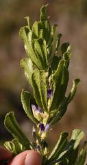 Psoralea obliqua