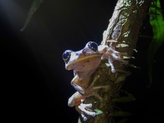 Bokermannohyla hylax