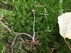 Mycena rosella