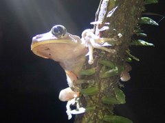 Bokermannohyla hylax