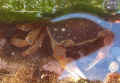 Cyclograpsus punctatus