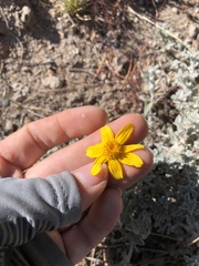 Eriophyllum lanatum achilleoides