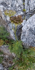 Mutellina purpurea