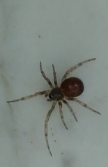 Steatoda