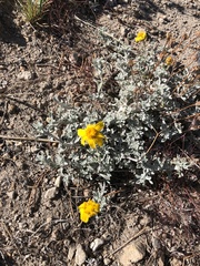 Eriophyllum lanatum achilleoides