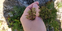 Mutellina purpurea