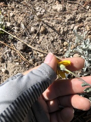 Eriophyllum lanatum achilleoides
