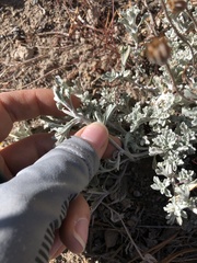 Eriophyllum lanatum achilleoides