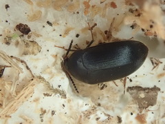 Synstrophus repandus