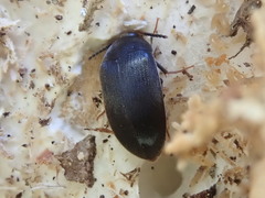 Synstrophus repandus