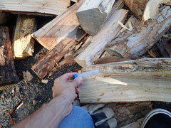 Synstrophus repandus