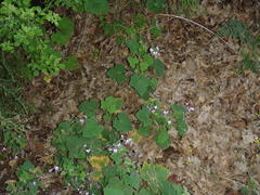 Pelargonium papilionaceum