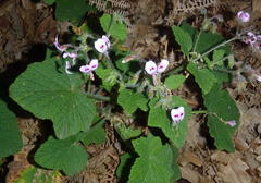Pelargonium papilionaceum