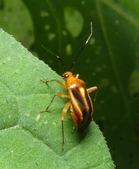 Horciasinus signoreti