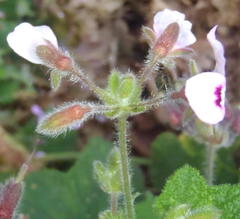 Pelargonium papilionaceum
