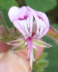 Pelargonium papilionaceum