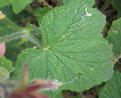 Pelargonium papilionaceum