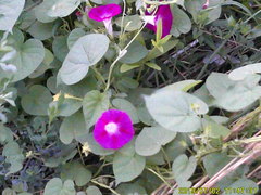 Ipomoea orizabensis