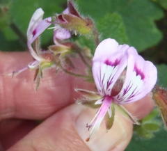 Pelargonium papilionaceum