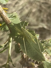 Oecanthus argentinus