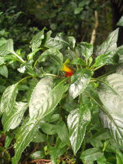 Impatiens niamniamensis