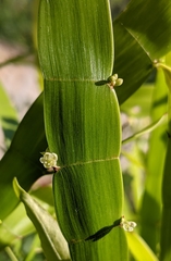 Muehlenbeckia platyclada