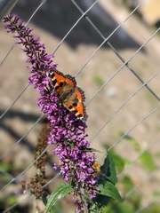 Aglais urticae