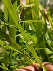 Muehlenbeckia platyclada