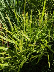 Muehlenbeckia platyclada