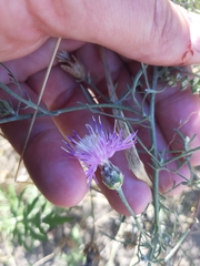 Centaurea majorovii