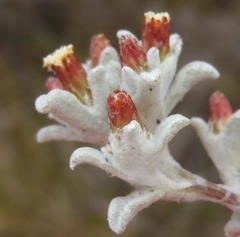 Helichrysum zwartbergense