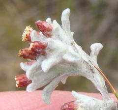 Helichrysum zwartbergense