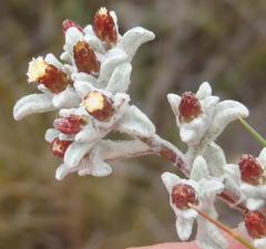 Helichrysum zwartbergense